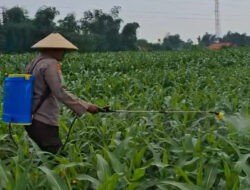 Kolaborasi Polres Pasuruan Kota dan Gapoktan Ubah Lahan Kering 9,7 Hektare Jadi Ladang Jagung yang Subur