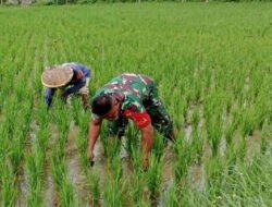 Aktif Pendampingan dan Pengawalan, Babinsa Kodim Ponorogo Bantu Petani Penyiangan Gulma Tanaman Padi
