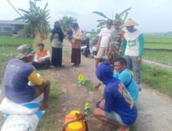 Bersama PPL, Babinsa Widodaren Ngawi Dampingi Poktan Kendalikan Hama Tanaman Padi