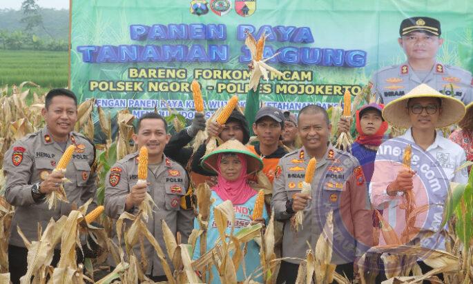 Polres Mojokerto Panen Raya Jagung Hasil Olah Lahan Tidur untuk Ketahanan Pangan