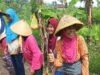 Nenek Tua Penyemangat Anggota Satgas TMMD