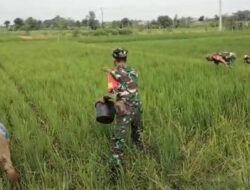 Babinsa Bantu Petani Pupuk Tanaman Padi Guna Capai Hasil yang Lebih Baik