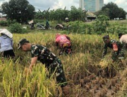 Sukseskan Ketahanan Pangan, Pasiter Kodim 0735/Surakarta Bersama Anggota Koramil 01/Laweyan, Bantu Petani Panen Padi