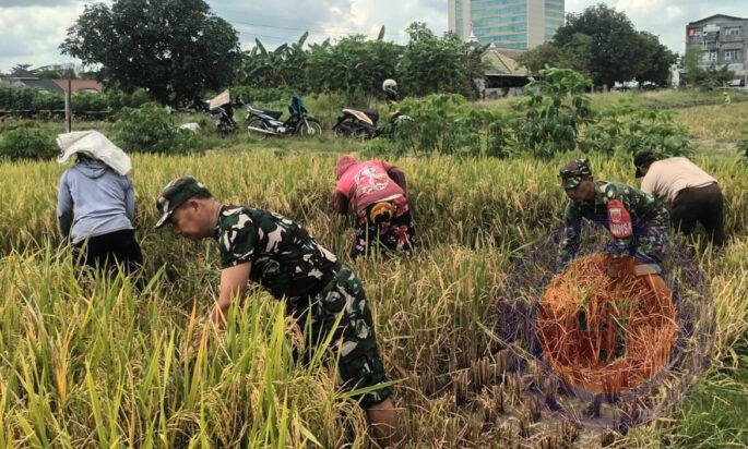 Sukseskan Ketahanan Pangan, Pasiter Kodim 0735/Surakarta Bersama Anggota Koramil 01/Laweyan, Bantu Petani Panen Padi