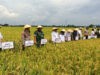 Kodim 0805 Ngawi Bersama Dinas Pertanian Mendukung Swasembada Pangan melalui Gerakan Panen dan Serap Gabah