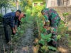 Sinergitas Babinsa Pos Koramil Gerih Bersama Staf Kecamatan Gerih Bersihkan Rumput di Kebun Sayur