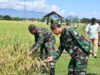 Sukseskan Ketahanan Pangan, Dandim Ponorogo Pendampingan Panen Padi