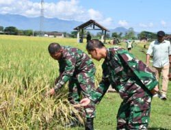 Sukseskan Ketahanan Pangan, Dandim Ponorogo Pendampingan Panen Padi