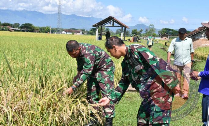 Sukseskan Ketahanan Pangan, Dandim Ponorogo Pendampingan Panen Padi