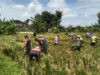 Babinsa Panen Raya Bareng Petani Wujud Kerja Sama yang Menghasilkan