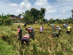 Babinsa Panen Raya Bareng Petani Wujud Kerja Sama yang Menghasilkan