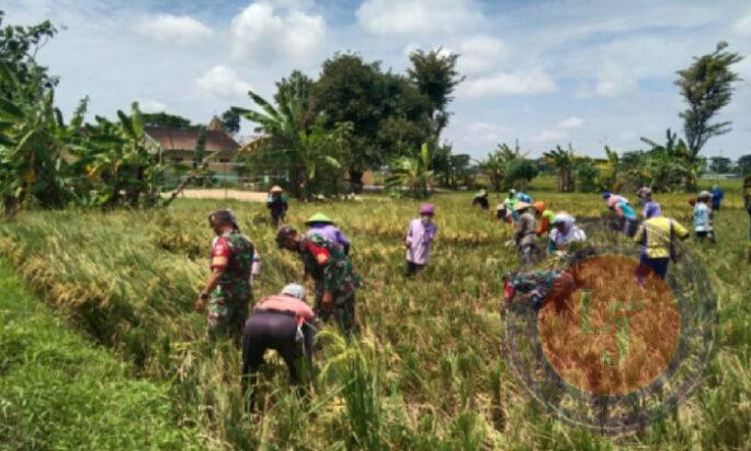 Babinsa Panen Raya Bareng Petani Wujud Kerja Sama yang Menghasilkan