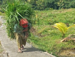 Senangnya Warga Desa Kalinanas Sebagian Jalan Sudah Bisa Digunakan