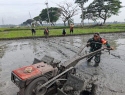 Percepat Masa Tanam, Babinsa Dampingi Petani Bajak Sawah