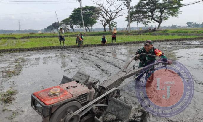 Percepat Masa Tanam, Babinsa Dampingi Petani Bajak Sawah