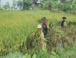 Kodim Surakarta Sukses Gelar Panen Raya Padi Dukung Ketahanan Pangan