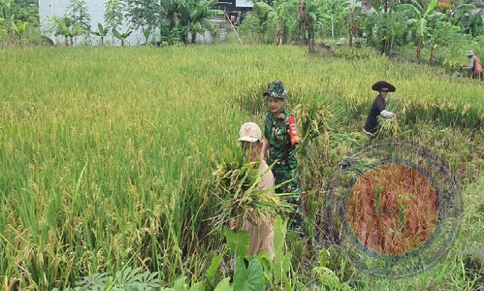 Kodim Surakarta Sukses Gelar Panen Raya Padi Dukung Ketahanan Pangan