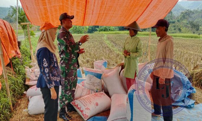 Sejahterakan Petani, Babinsa Kodim Ponorogo Kawal dan Dampingi Penyerapan Gabah Panen Petani oleh Bulog