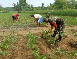 Upaya Tingkatkan Produktivitas Pertanian Jagung, Babinsa Koramil Bringin Aktif Dampingi Petani di Lapangan