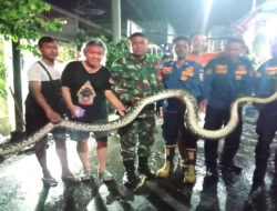 Gercep…!!! Babinsa Kampung Baru Bersama Petugas Damkar Berhasil Evakuasi Penemuan Ular Piton di Pemukiman Warga