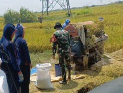 Percepat Penyerapan Gabah Petani Lokal, Babinsa Koramil 0805/13 Kedunggalar, Bantu Petani Panen Padi di Desa Pelang Lor