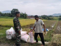 Babinsa Kodim Ponorogo Ajak Petani Jual Gabah Sesuai Harga Pemerintah