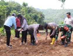 Tingkatkan Swasembadan Pangan, Babinsa Koramil 0801/03 Arjosari Tanam Bibit Jagung