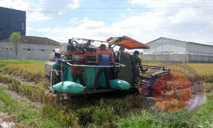 Sukseskan Ketahanan Pangan, Anggota Koramil 02/Banjarsari Bantu Petani Panen Padi