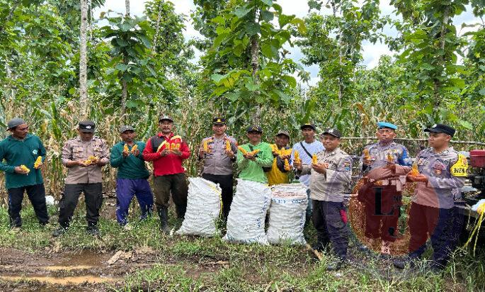 Polisi dan Kelompok Tani Banyuwangi Panen Jagung Wujudkan Ketahanan Pangan