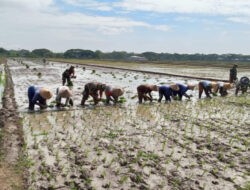 Babinsa Turun Sawah Mendampingi Petani Menuju Panen Raya