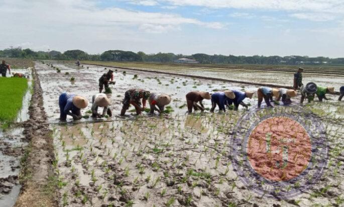 Babinsa Turun Sawah Mendampingi Petani Menuju Panen Raya