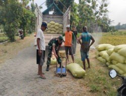 Dukung Swasembada Pangan, Babinsa Tambakromo Koramil 0805/04 Padas Pendampingan Giat Sergap Bulog di wilayah Ngawi