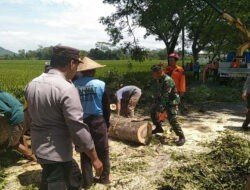 Cegah Pohon Tumbang, TNI-Polri dan BPBD Trenggalek Bergerak Cepat