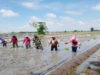 Terus Dukung Ketahanan Pangan, Sertu Samsul Huda Bantu Petani Tanam Padi