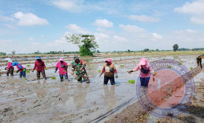 Terus Dukung Ketahanan Pangan, Sertu Samsul Huda Bantu Petani Tanam Padi