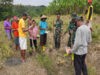 Satgas TMMD Tanam Jagung 2 Hektar