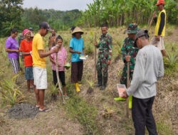 Satgas TMMD Tanam Jagung 2 Hektar