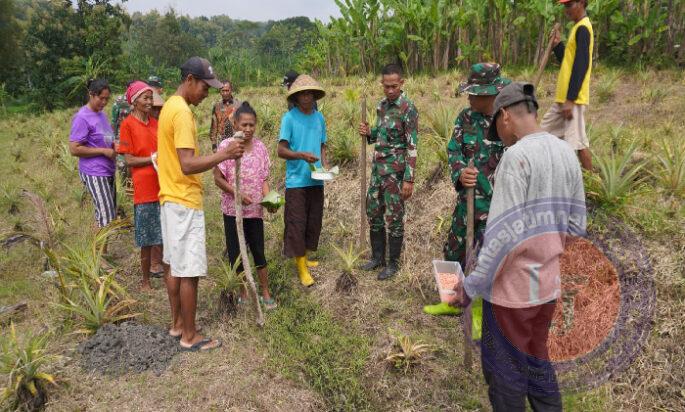 Satgas TMMD Tanam Jagung 2 Hektar