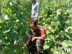 Upaya Dukung Ketahanan Pangan, Serma Rohandi Dampingi Petani Melon