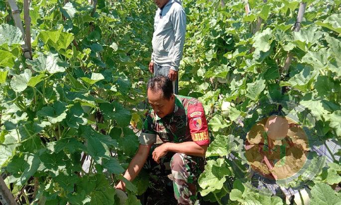 Upaya Dukung Ketahanan Pangan, Serma Rohandi Dampingi Petani Melon