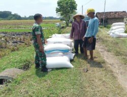 Sergab Petani, Babinsa Kodim Ponorogo Gencarkan Komsos di Wilayah Desa Binaan