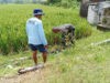 Dorong Sektor Pertanian Padi, Babinsa Posramil Pitu Dampingi Petani Tingkatkan Ketahanan Pangan di Wilayah