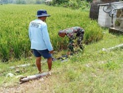 Dorong Sektor Pertanian Padi, Babinsa Posramil Pitu Dampingi Petani Tingkatkan Ketahanan Pangan di Wilayah