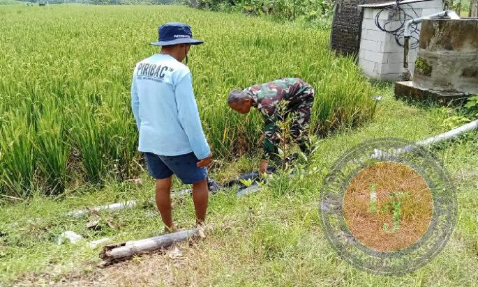 Dorong Sektor Pertanian Padi, Babinsa Posramil Pitu Dampingi Petani Tingkatkan Ketahanan Pangan di Wilayah