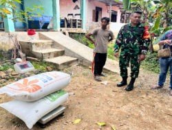 Babinsa Koramil 0801/01 Pacitan Dampingi Serapan Gabah di Wilayah Binaan