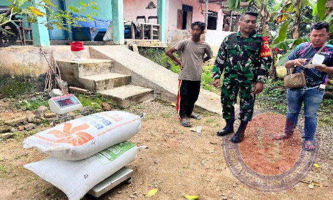 Babinsa Koramil 0801/01 Pacitan Dampingi Serapan Gabah di Wilayah Binaan