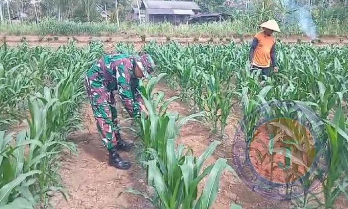 Sukseskan Swasembada Pangan, Babinsa Koramil 0801/06 Bandar Bantu Perani Rawat Jagung