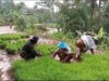 Tingkatkan Hanpangan, Babinsa Koramil 0801/10 Punung Bantu Petani Petik Bibit Padi