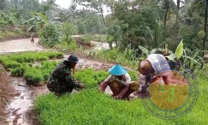 Tingkatkan Hanpangan, Babinsa Koramil 0801/10 Punung Bantu Petani Petik Bibit Padi