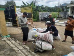 Kodim 0801/Pacitan Bersama Bulog Lakukan Penyerapan Gabah